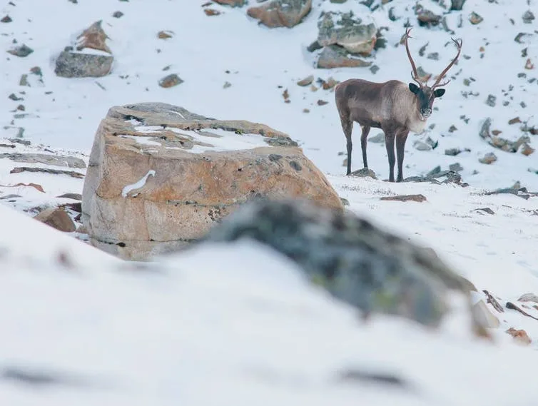 caribou parc canada complete