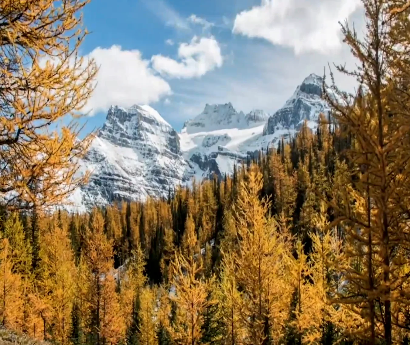 TWN: If you get your timing right after an early snowfall, larch trees look even more stunning in vivid contrast to the fresh coat of white.