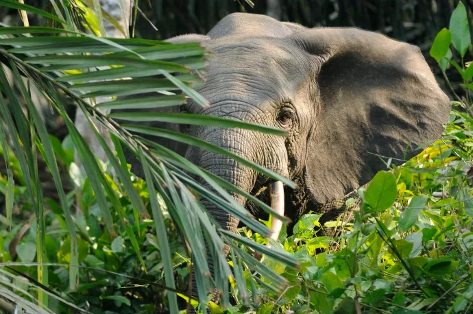 Les éléphants sont de grands guerriers climatiques