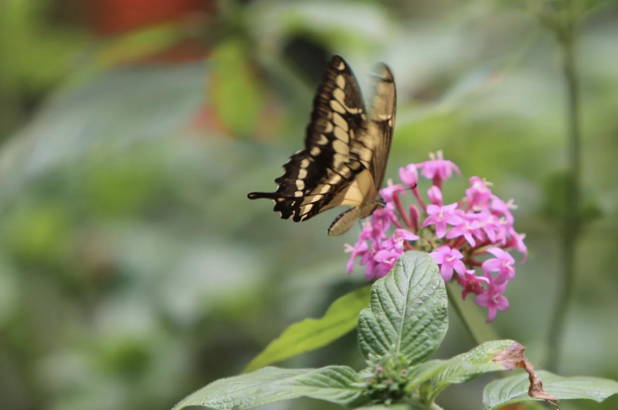 Getty Images: Butterfly