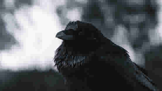 Getty: Crow in the forest - stock photo A crow perches in the forest (Credit: Mike Wahl). Link: https://www.gettyimages.ca/detail/photo/crow-in-the-forest-royalty-free-image/1299349731?adppopup=true
