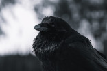 Investigators puzzled by large numbers of sick, dead crows in Charlottetown