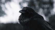 Investigators puzzled by large numbers of sick, dead crows in Charlottetown