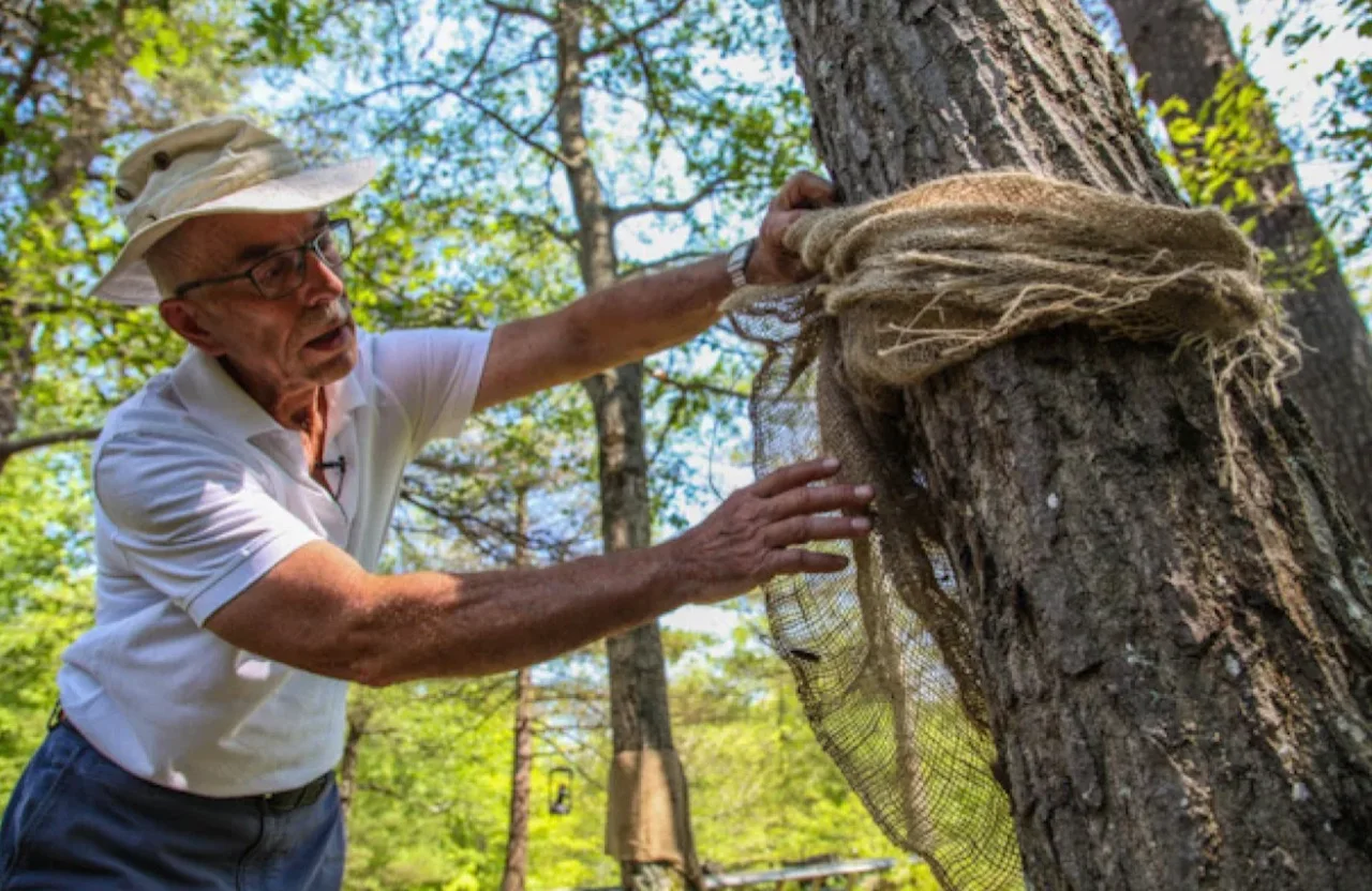 Oak tree/StuMills/CBC News