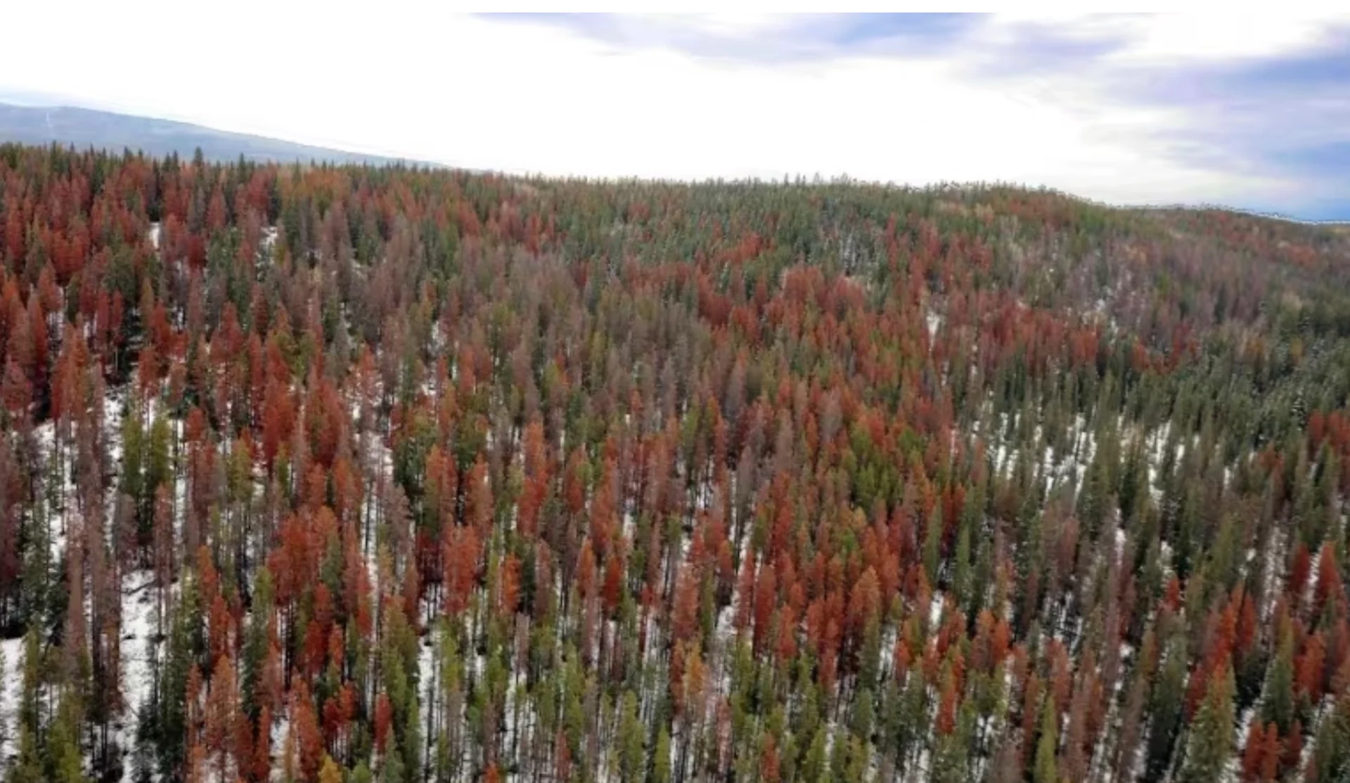 Trees/Government of Alberta via CBC