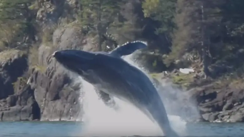 Kayaker spent 2 weeks paddling beside whales, see the video