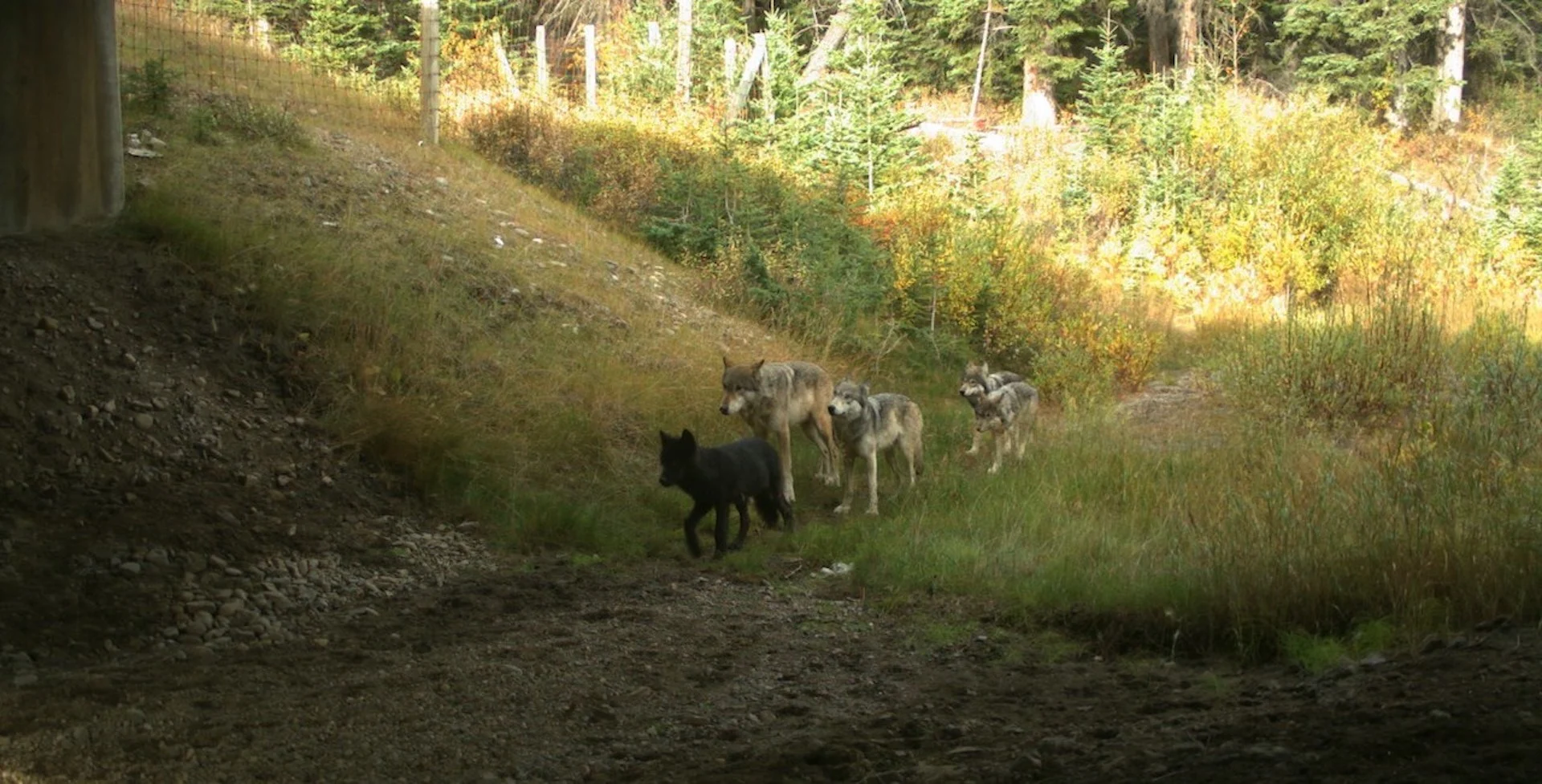 How wildlife corridors can reconnect Canada's fractured habitats