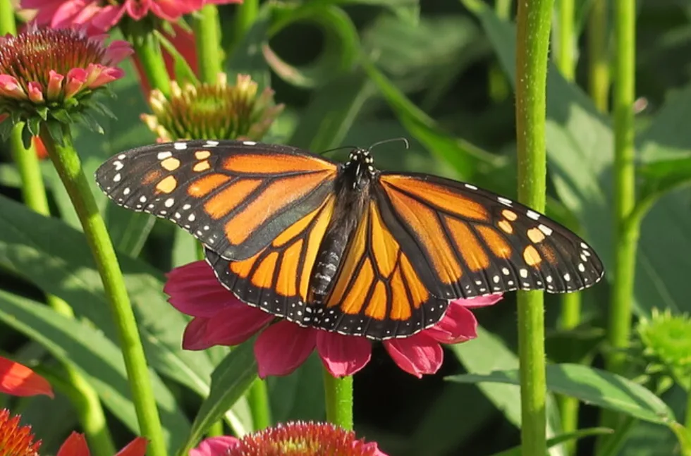 Get ready: The monarchs are coming