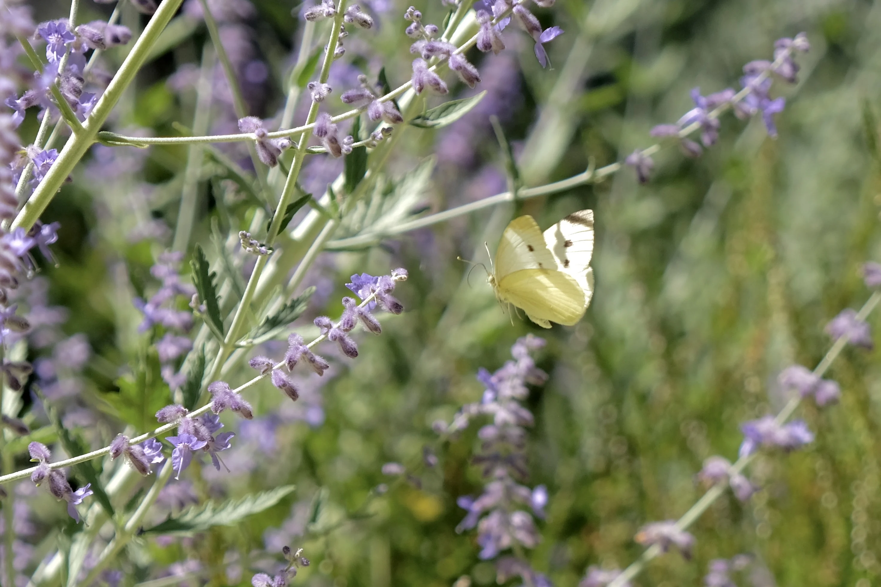 Cabbage white butterfly rests on a flower 3/Michelle Tseng/Submitted