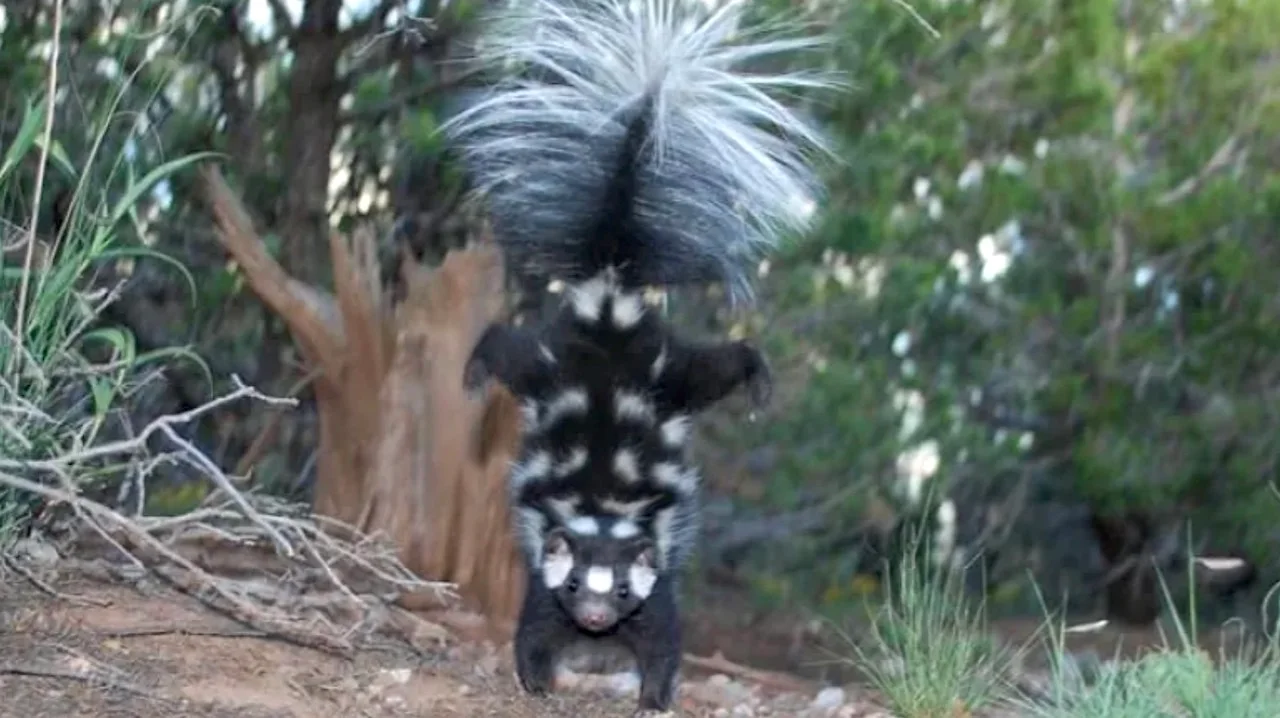 Quirky warning sign used by the 'acrobats of the skunk world'