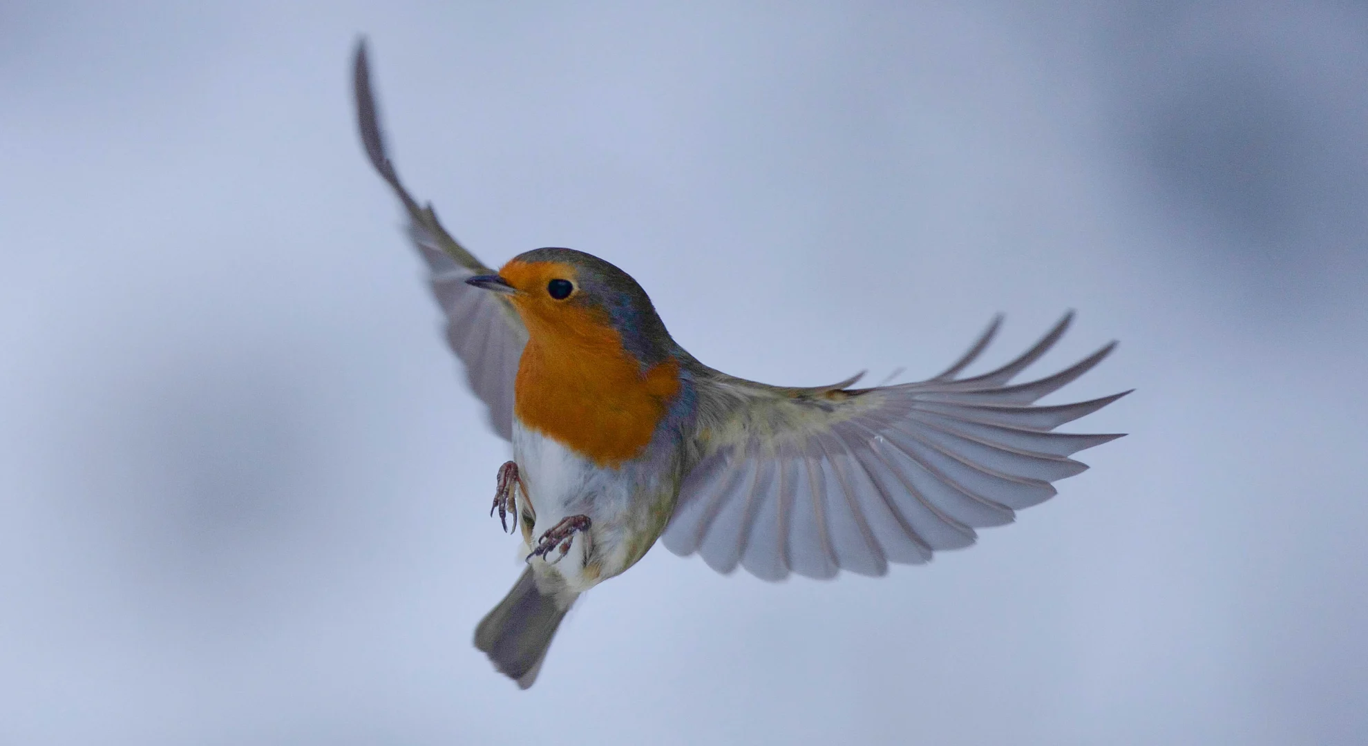 European robin - Getty Images Signature/Canva