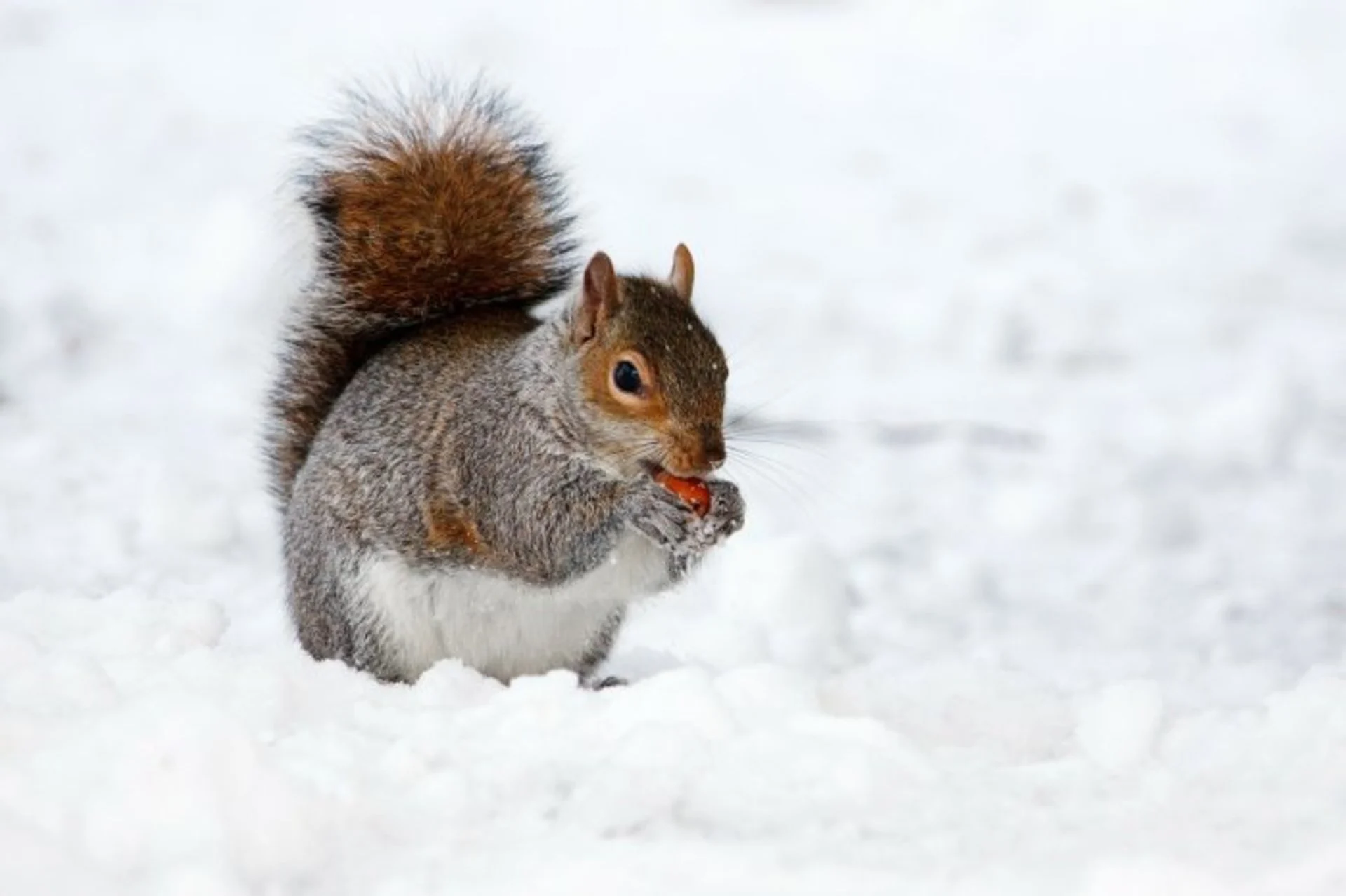 Can squirrels actually predict the type of winter to come?
