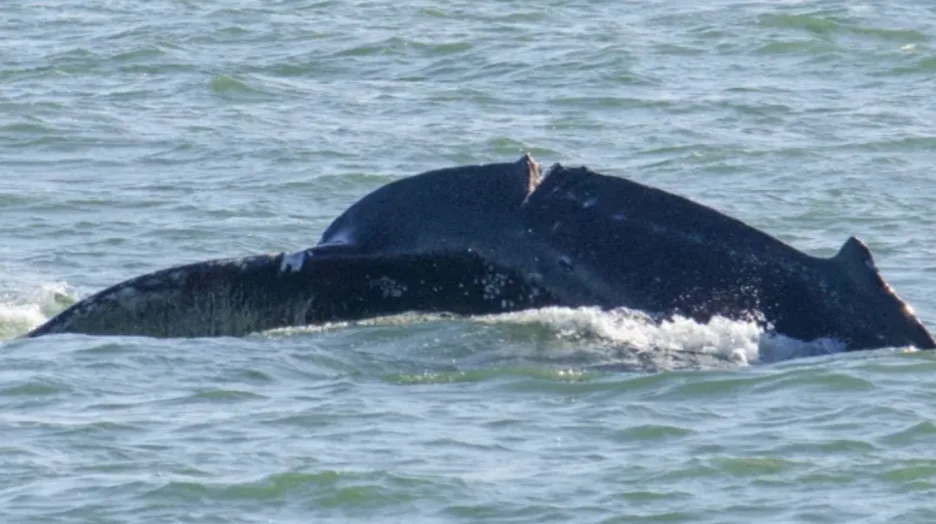 Vancouver boaters told to exercise caution after injured whale spotted