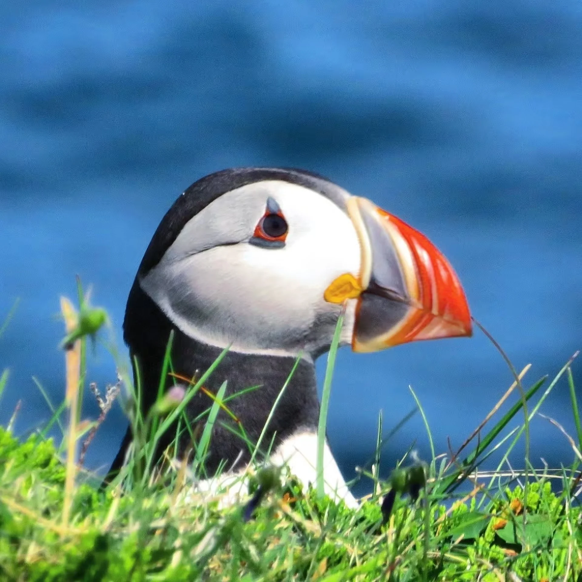 At Canada's largest Atlantic puffin colony, chicks are dying of starvation