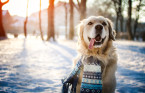 Protect Your Pets: What to do when cold weather strikes
