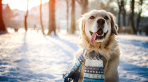 Protect Your Pets: What to do when cold weather strikes