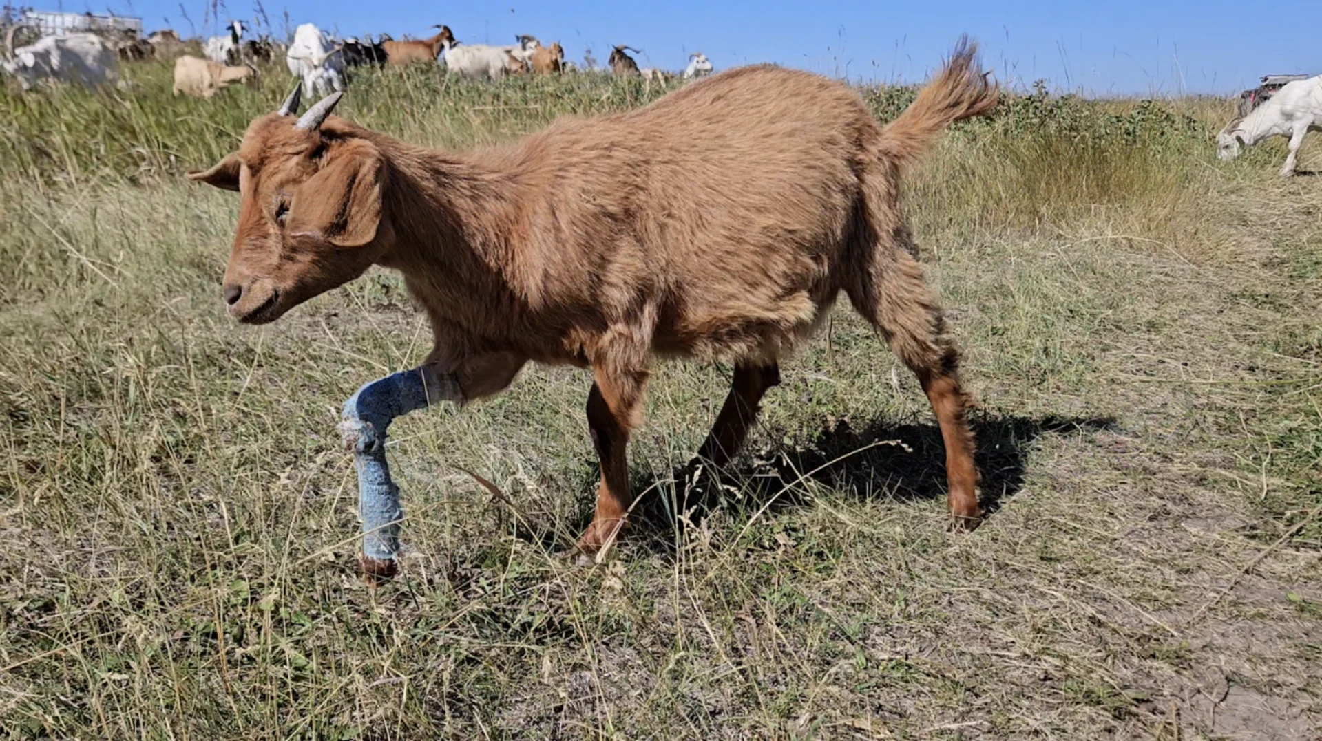 Meet Lady Gaga, the 3-legged goat hunting down weeds in Calgary parks