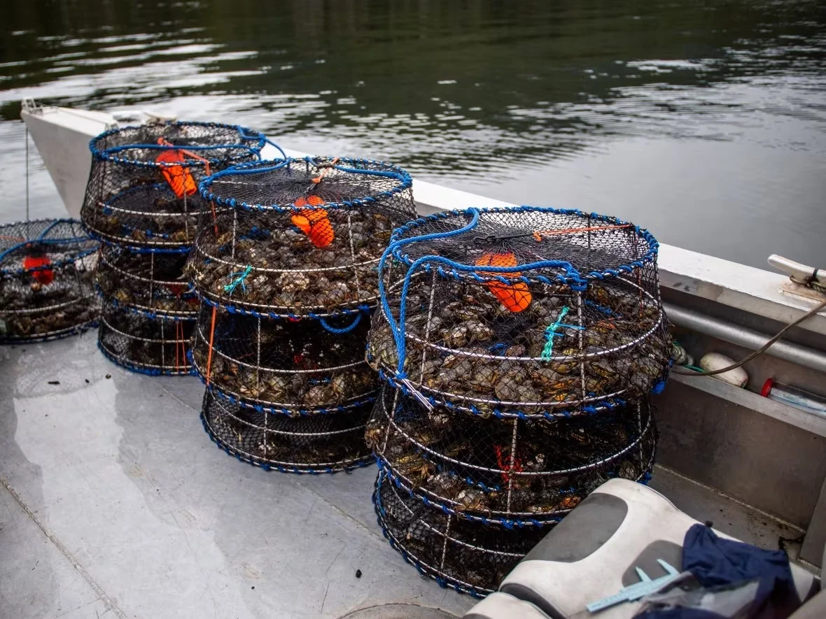 european-green-crabs (1)/Submitted by Coastal Restoration Society via CBC