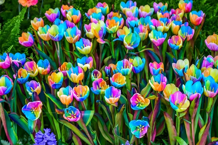 GETTY IMAGES - rainbow tulip
