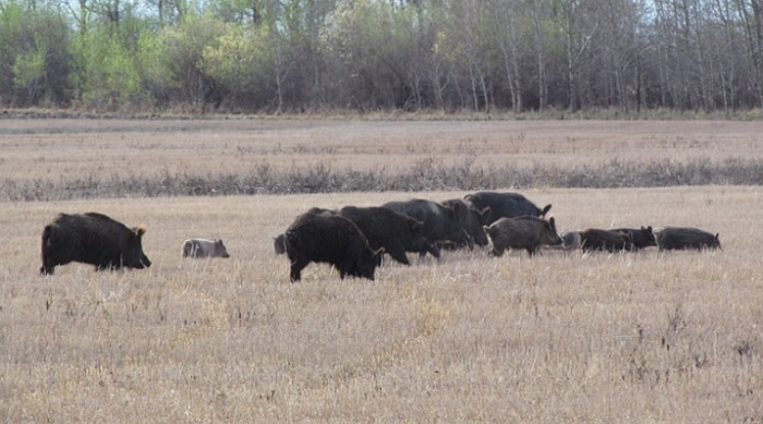 Wild pigs causing 'ecological disaster' in Canada