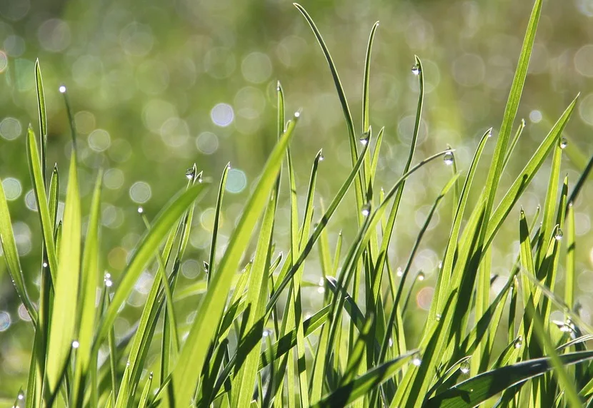 pixabay - grass