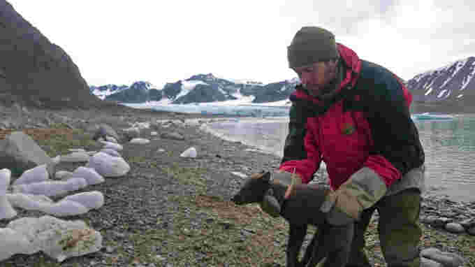 Arctic fox tracker Elise Strømseng