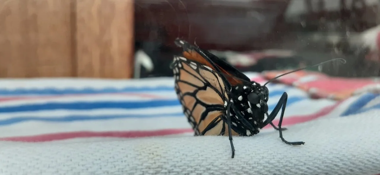 Freddy the monarch butterfly/Debbie Tonner