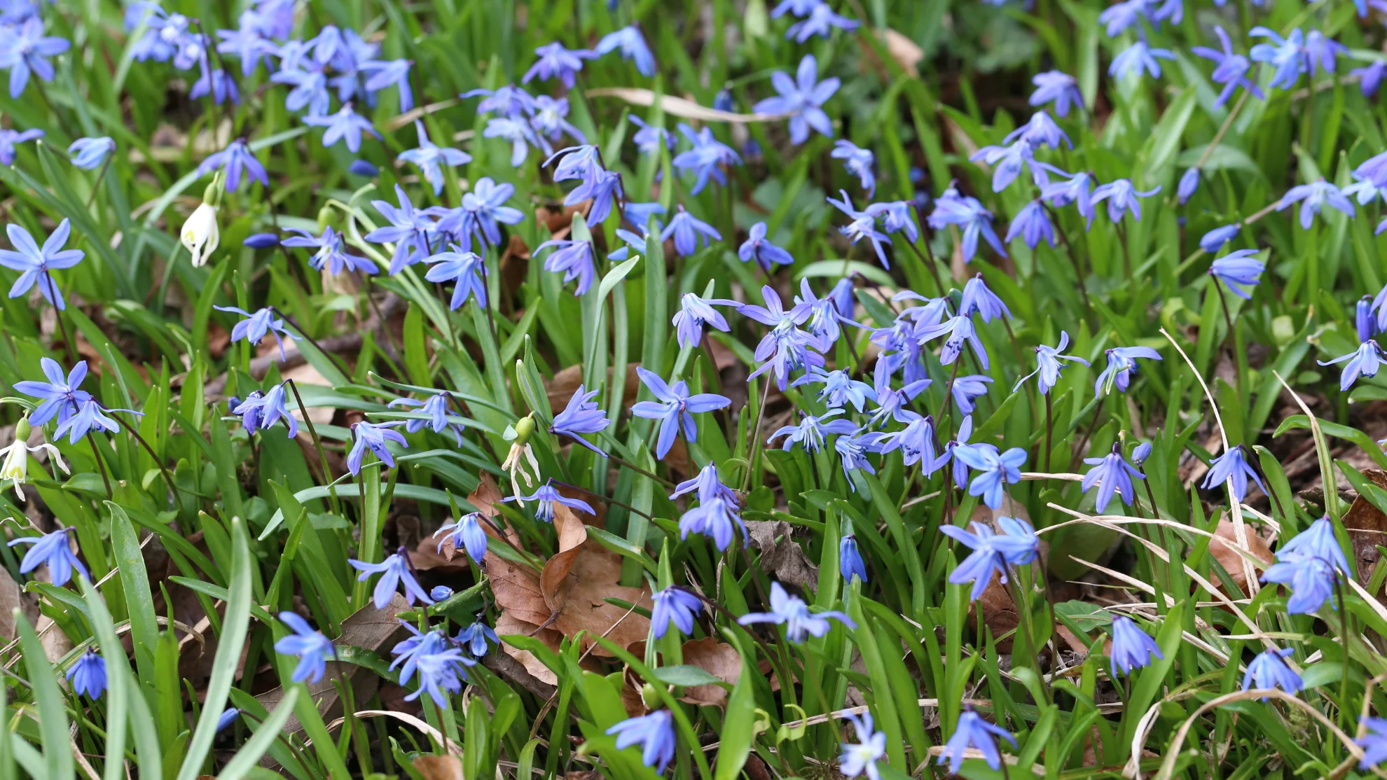 Scillia blooms