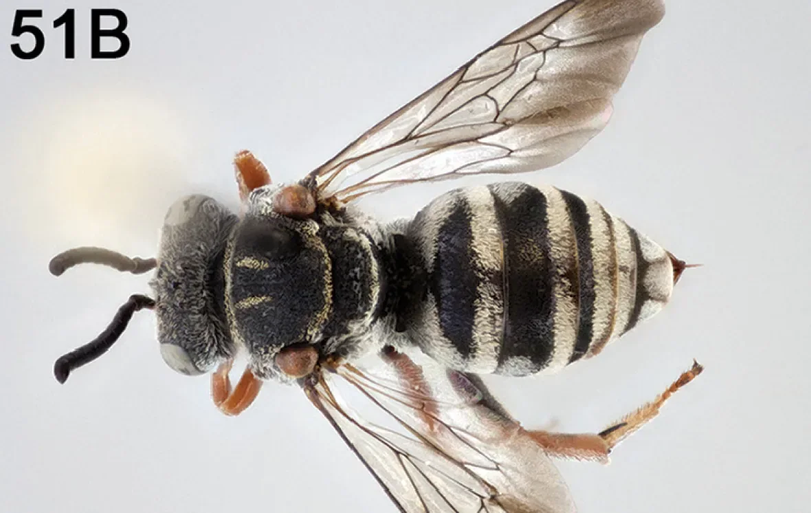 emoji-bee-epeolus-gibbsi/Thomas M. Onuferko/ZooKeys via CBC