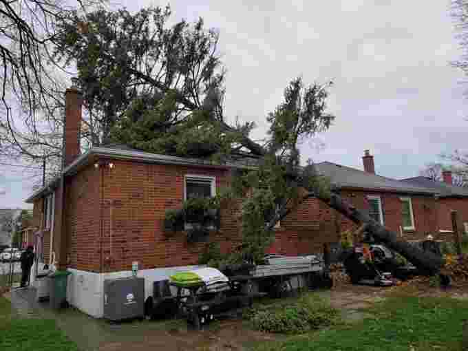tree down Nov 15 2020, Darrell Parson, Hamilton, ON