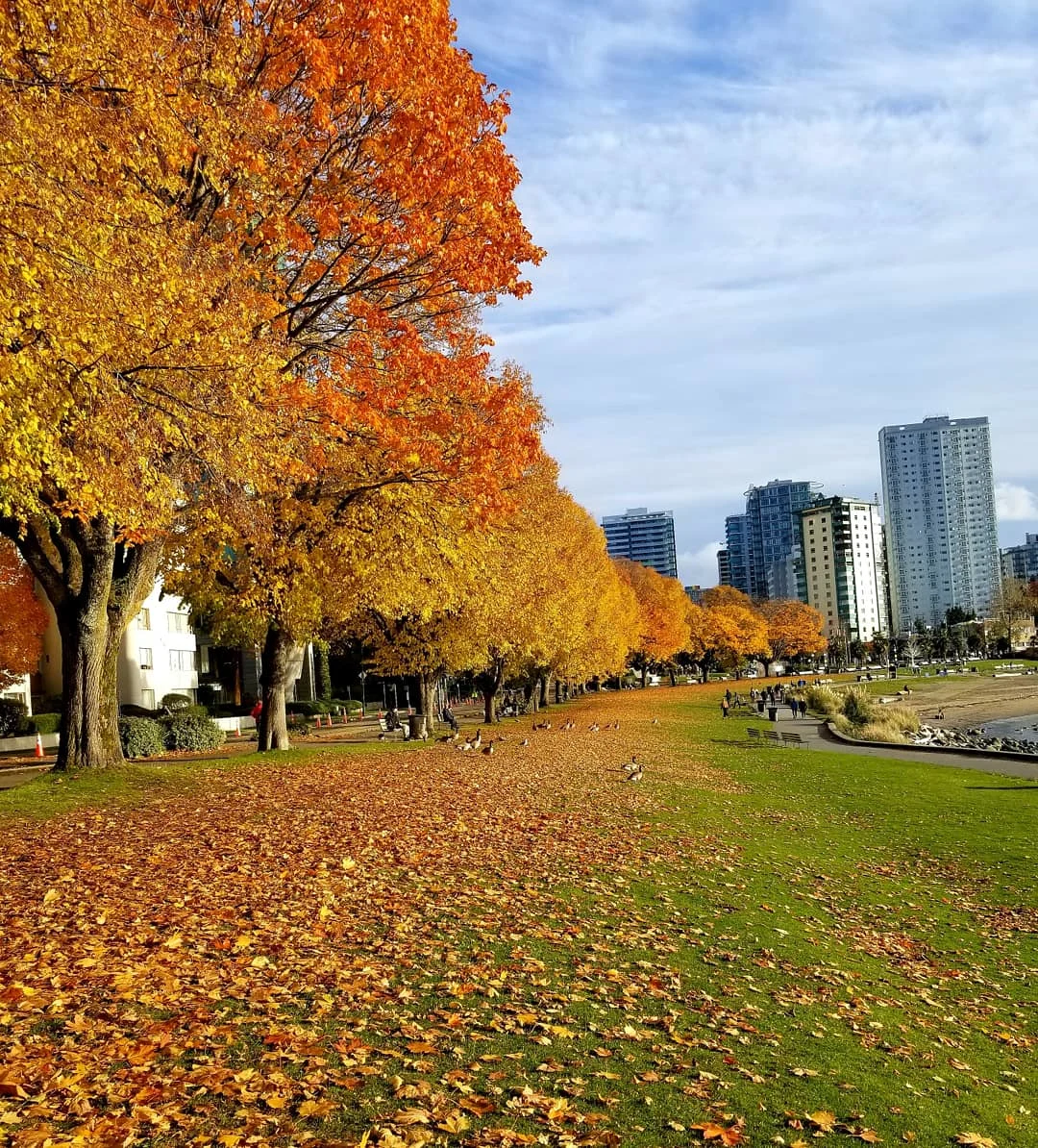 autumn in English Bay, BC. UGC Submitted by Sima Ashrafinia