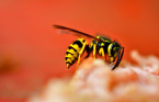 5 things you'll need to keep wasps away from your home