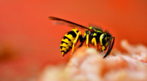 Wasps become menacing end of summer. Here's how to keep them away