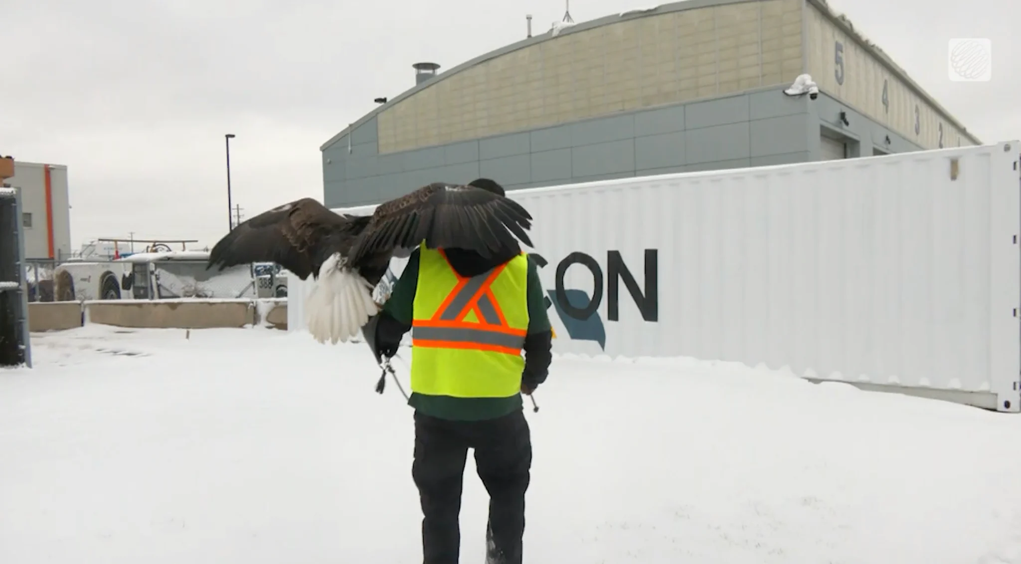 Mark Robinson - Ivan the bird at Pearson Airport