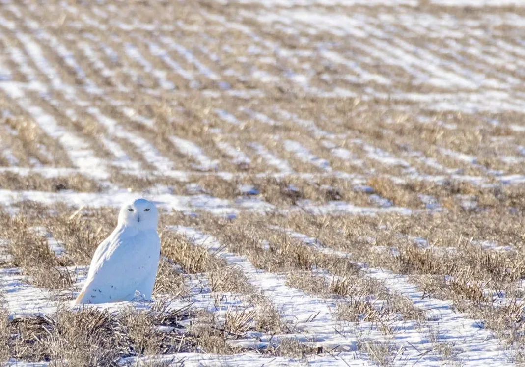CBC: Cathy Wall says the Snowy Owl is one of her favorite birds to photograph. Wall said she is looking forward to seeing them around the Regina area again this winter. (Submitted by Cathy Wall)