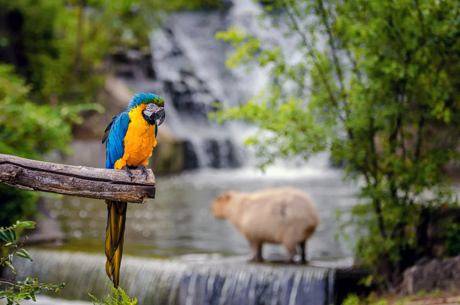 macaw and capybara in brazil (Hillary Kladke/ Moment/ Getty Images)