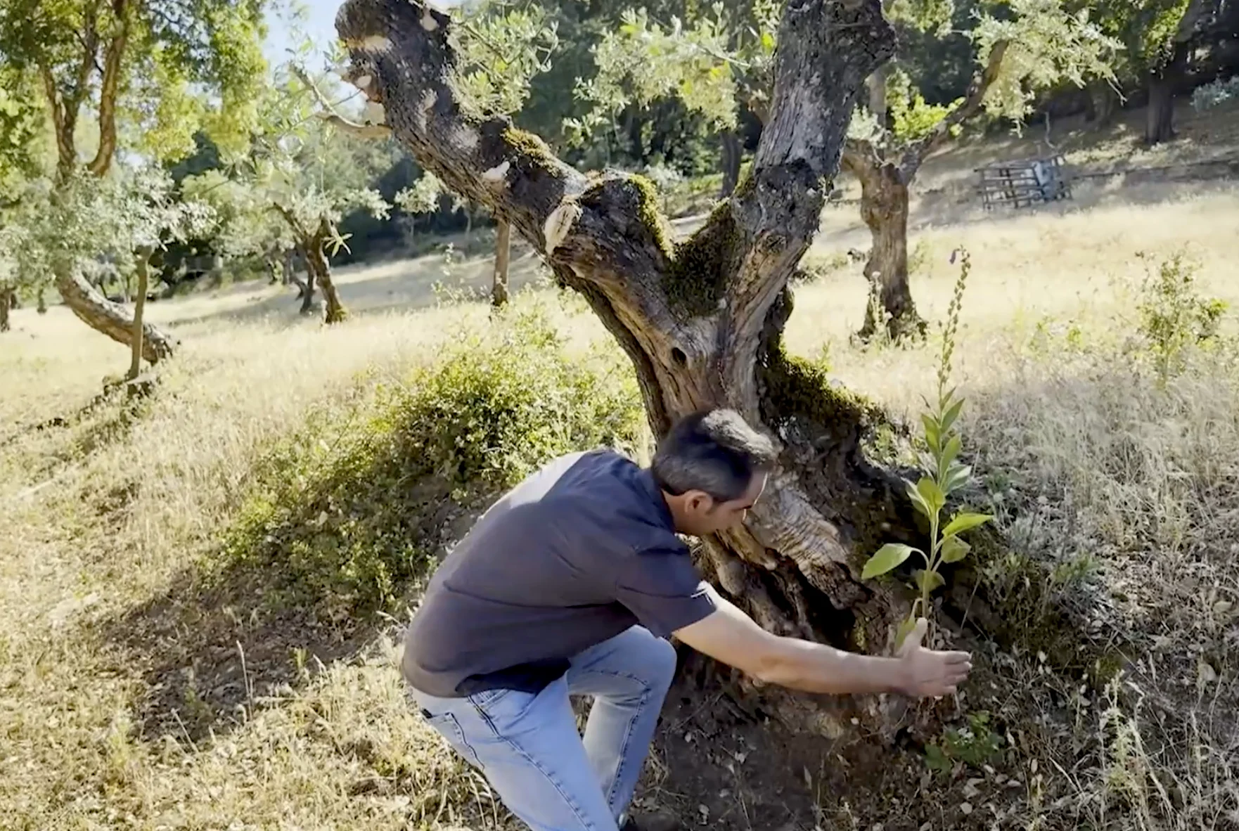 No re-use: Portugal sponsored - olive oil tree