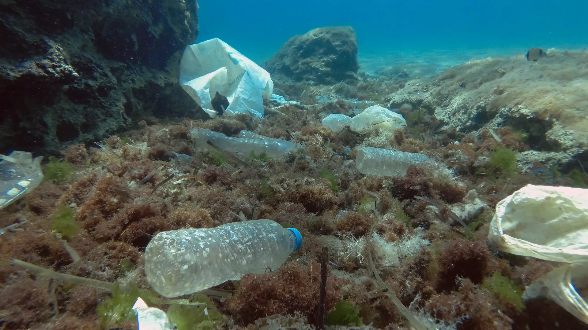 These ten plastic products account for 75% of all litter items in the ocean