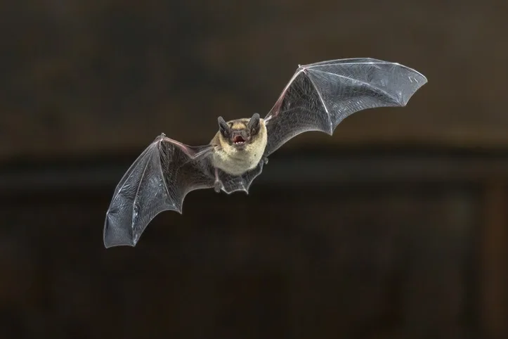 Rabid bat hiding in iPad case bites man