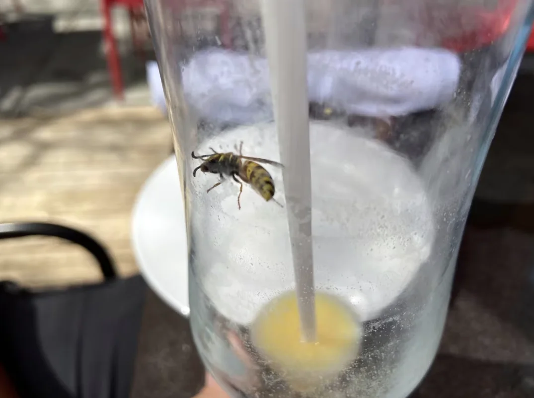 CBC: Warmer springs and summers can lead to more wasps being out and about in August, according to entomologists. (Rowan Kennedy/CBC)