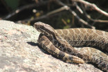 Eyes out for Ontario's only venomous snake: Massasauga rattlesnake