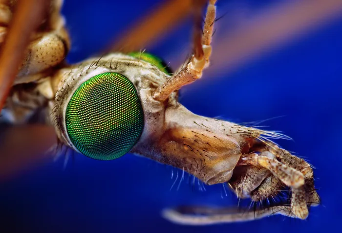  200 billion crane flies to descend on U.K. this fall