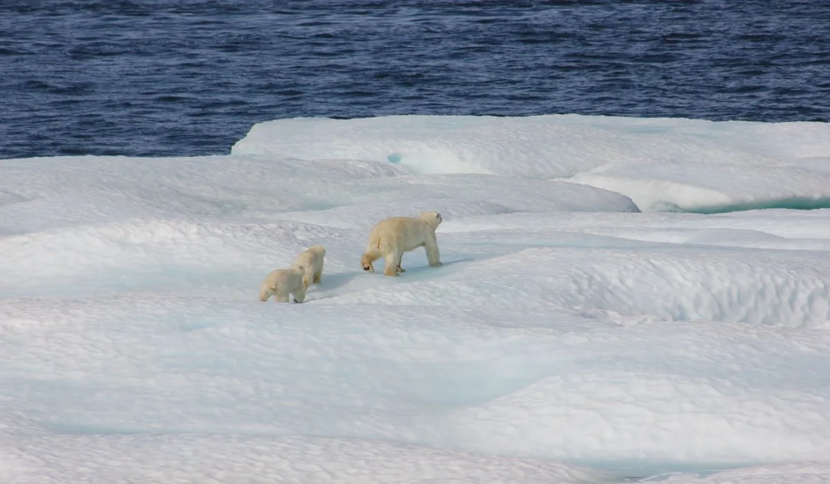 Faute de glace, les ours polaires passent un mois de plus sur la terre ferme