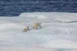 Faute de glace, les ours polaires passent un mois de plus sur la terre ferme