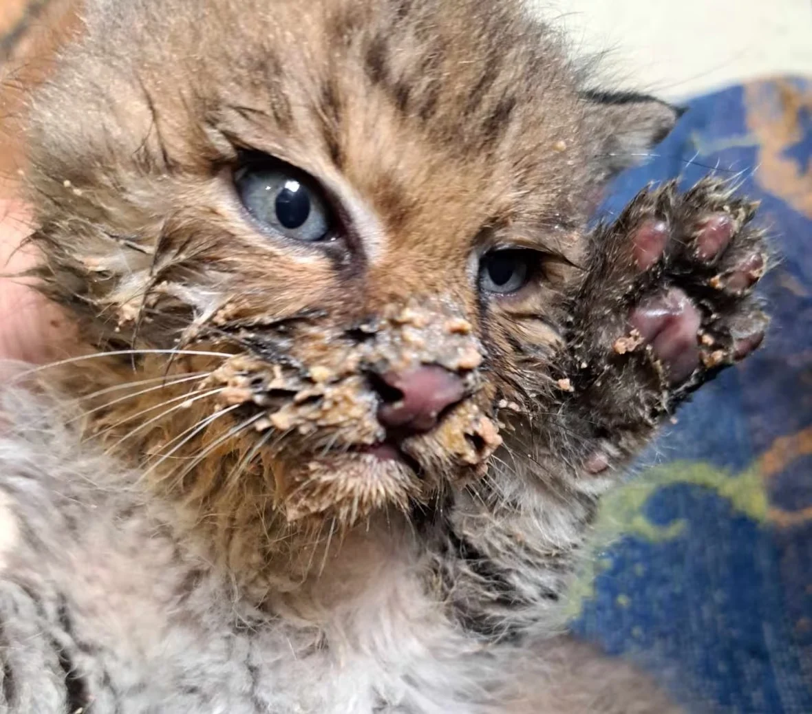 bobcat-kitten-lee/Submitted by Pam Novak via CBC
