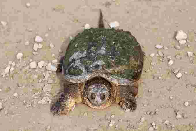 Baby turtle/Warren Howes