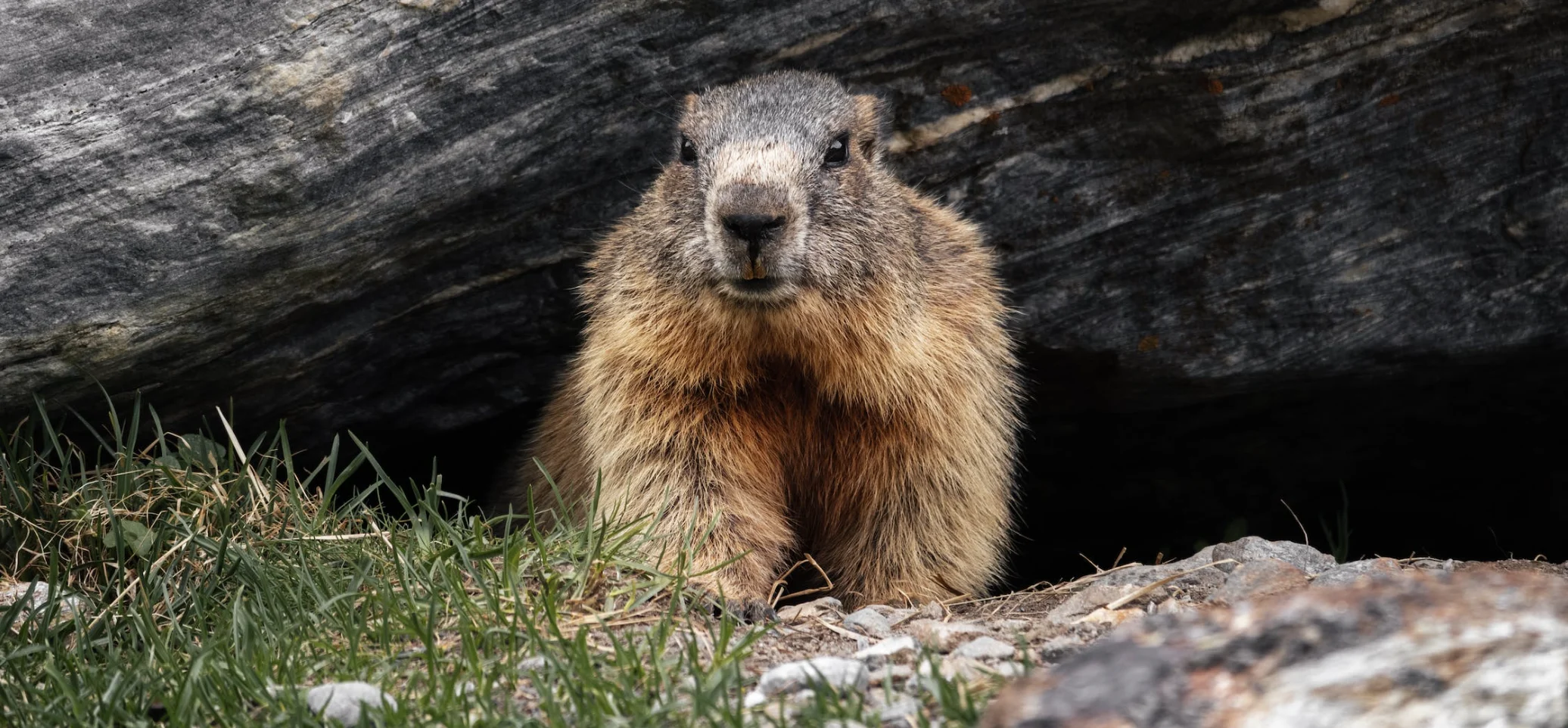 Why do groundhogs emerge on February 2 if it’s not to predict the weather?