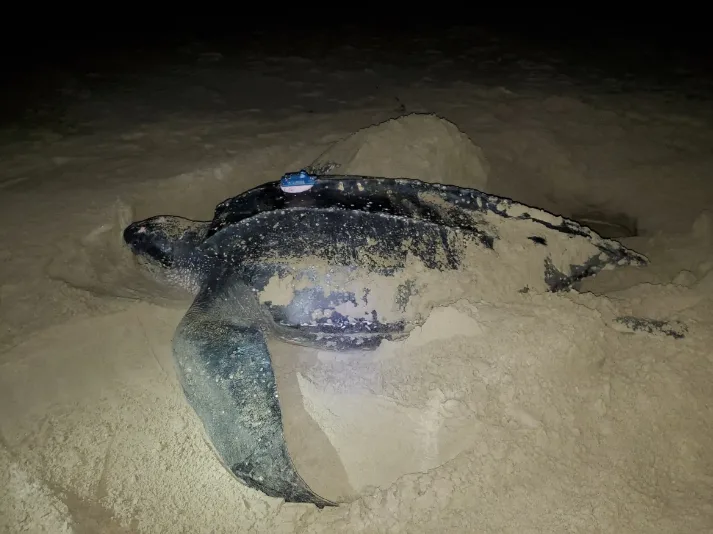cbc turtles