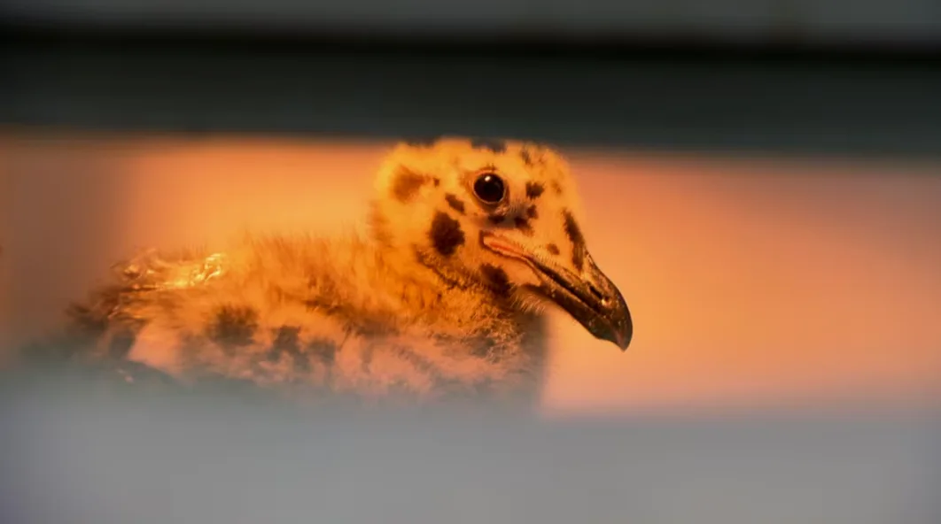 CBC: Rescuers and ecologists said it is against the law to disturb seagull nests, and that people should keep their distance from baby birds. (Simon Gohier/CBC)