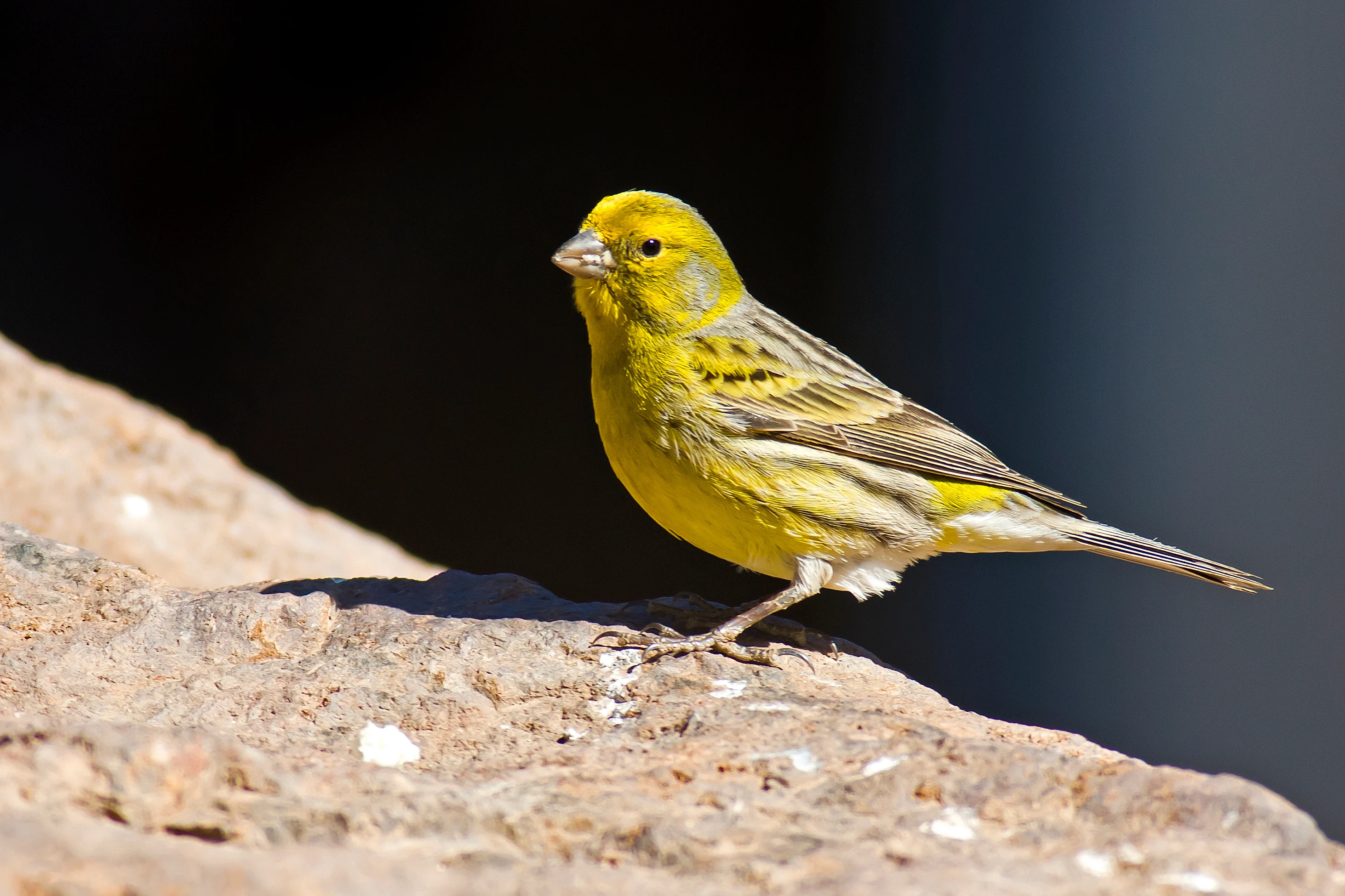 Serinus canaria -Parque Rural del Nublo, Gran Canaria, Spain -male-8a